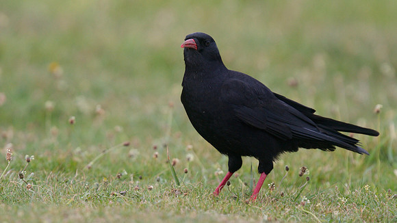 Chough