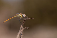 Red-veined Darter, (male) Cape Greco, Cyprus, July 2024