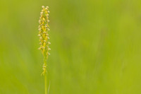 Man Orchid, Wye nature reserve, May 2024