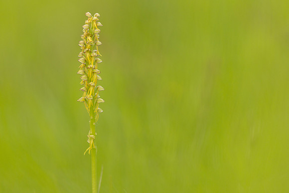 Man Orchid, Wye nature reserve, May 2024