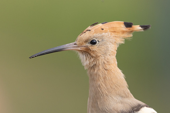 Hoopoe, Swansea, October 2024