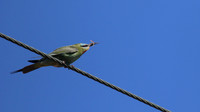Blue-cheeked Bee-Eater, Larnaca, April 2016