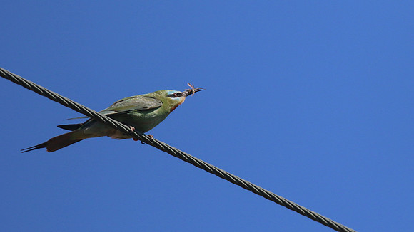 Blue-cheeked Bee-Eater, Larnaca, April 2016