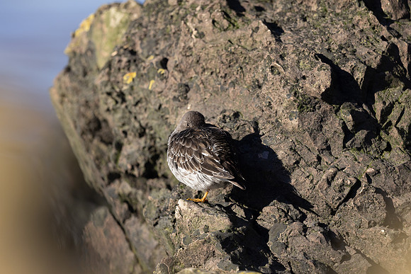 Purple Sandpiper, Portishead, January 2022