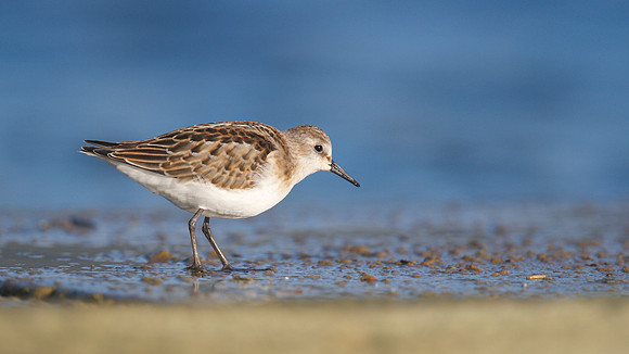Little Stint, Cheddar Reservoir, September 2014