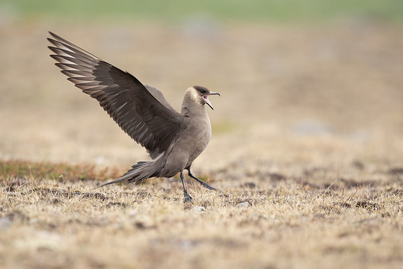 Arctic Skua,Snæfellsnes peninsula, Iceland, June 2022