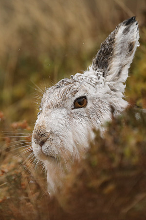 Mountain Hare, Findhorn Valley, January 2022