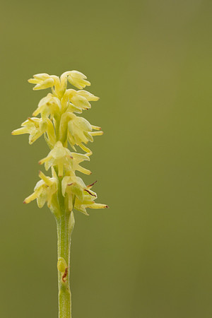 Musk Orchid, Cleeve common, June 2024