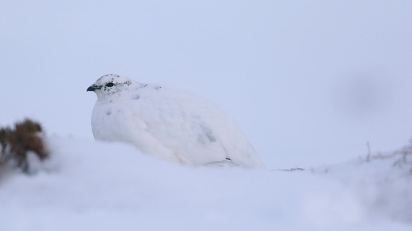 Ptarmigan, Cairngorms, Feb 2015