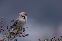 Waxwing, Rodbrough Common, January 2024
