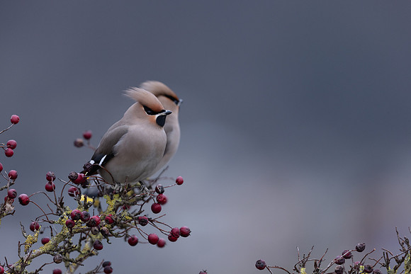 Waxwing, Rodbrough Common, January 2024