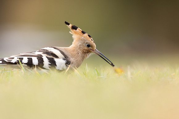 Hoopoe, Swansea, October 2024