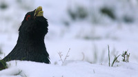 Capercaillie, Cairngorms, Feb 2015