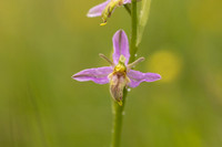 Mutant Wasp Orchid, Rodbrough Common, June 2024