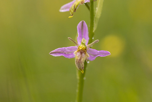 Mutant Wasp Orchid, Rodbrough Common, June 2024