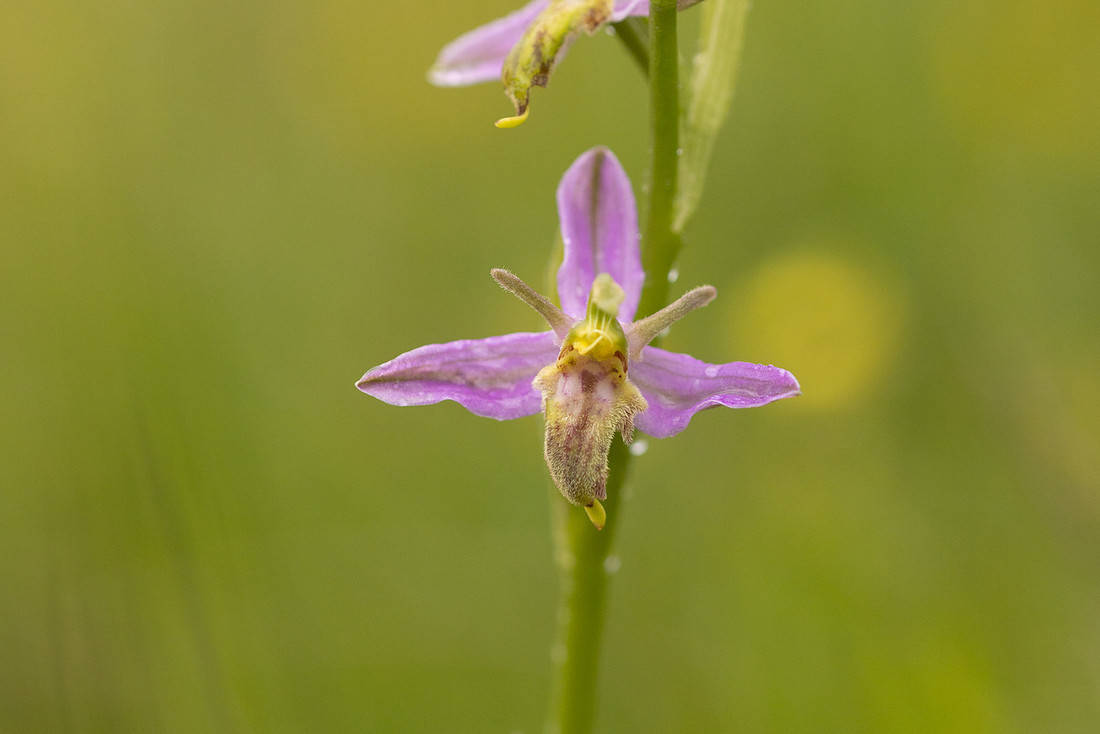 Mutant Wasp Orchid, Rodbrough Common, June 2024