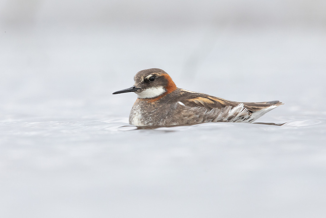 Red-necked Phalarope, Floi, Iceland, June 2022