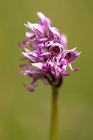 Monkey Orchid, Kent, May 2024