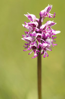 Monkey Orchid, Kent, May 2024