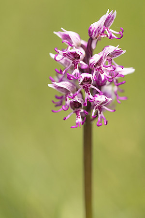 Monkey Orchid, Kent, May 2024