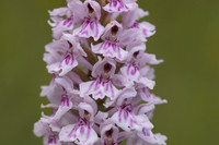 Common Spotted-orchid Orchid, Cleeve Common, June 2024