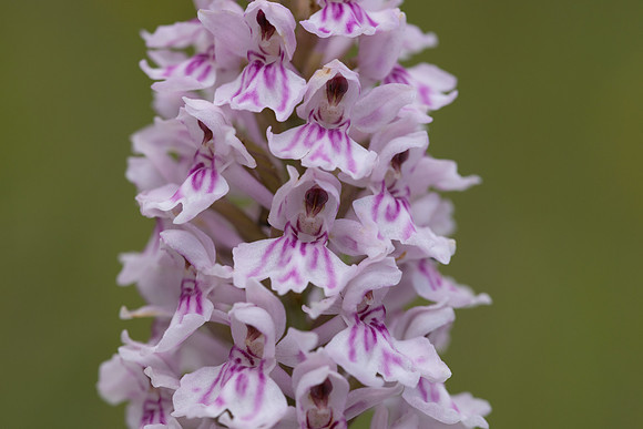 Common Spotted-orchid Orchid, Cleeve Common, June 2024
