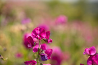 Broad-leaved Everlasting Pea, Edge Hill, July 2022