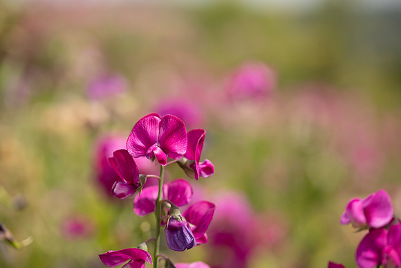 Broad-leaved Everlasting Pea, Edge Hill, July 2022