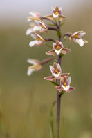 Marsh Helleborine, Kenfig, June 2024
