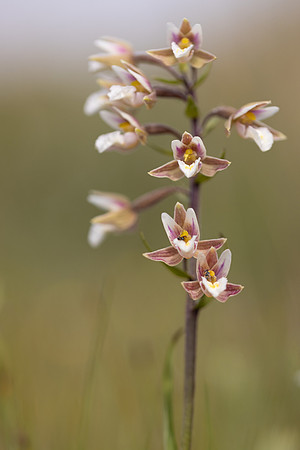 Marsh Helleborine, Kenfig, June 2024