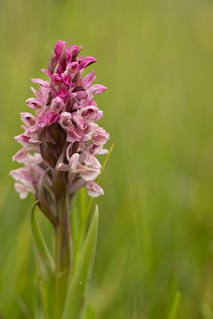 Early Marsh-orchid, Kenfig, June 2024