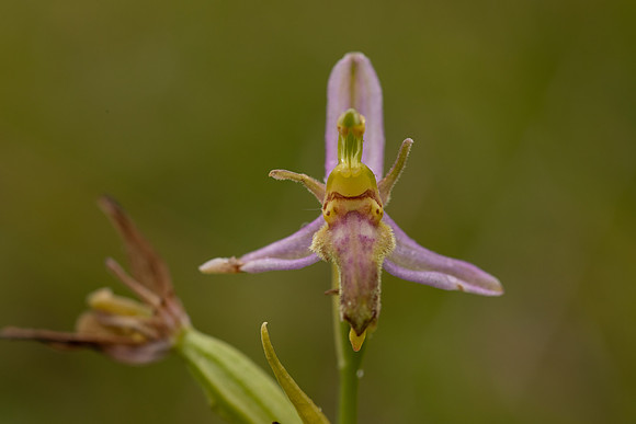 Wasp Orchid, Rodbrough Common, June 2022