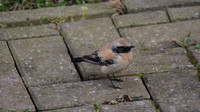 Desert Wheatear, Severn Beach 2013
