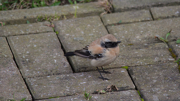 Desert Wheatear, Severn Beach 2013