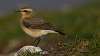 Wheatear