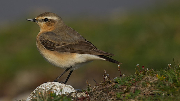 Wheatear