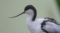 Avocet, Slimbridge, August 2014
