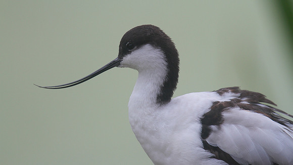 Avocet, Slimbridge, August 2014