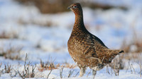 Red Grouse, Lochindorb, Feb 2015