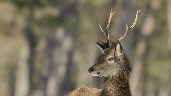 Red Deer, Cairngorms, February 2015