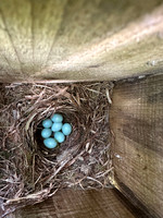 Pied Flycatcher, Forest of Dean, May 2025
