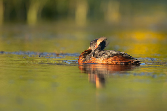 Slavonian Grebe, Iceland, May 2022