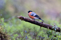 Northern Bullfinch