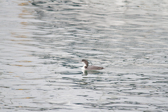 Yellow-billed Diver, Brixham January 2014.