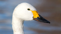 Bewick Swan, Slimbridge, December 2014.