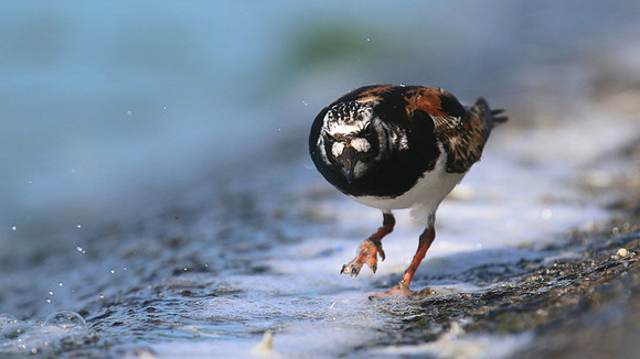 Turnstone, Farmoor Reservoir, August 2016