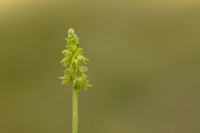 Musk Orchid, Cleeve common, June 2022