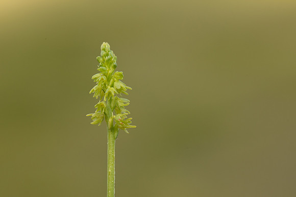 Musk Orchid, Cleeve common, June 2022
