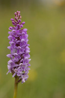 Chalk Fragrant x Common  Spotted-orchid, Rudge Hill, June 2024