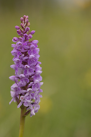 Chalk Fragrant x Common  Spotted-orchid, Rudge Hill, June 2024